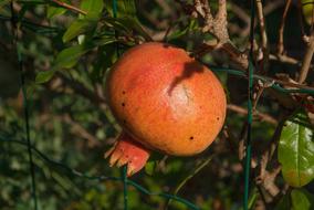 ripe fruit on a green background