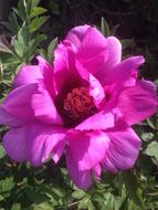 Peony Flower