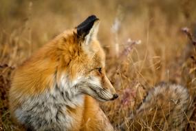 incredibly cute red Fox Wildlife