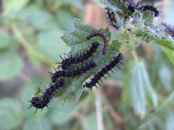 hairy black caterpillars