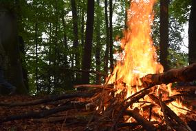 Fire Wood Forest Firewood