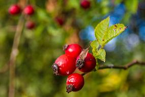 Rose Hip Fruits Red