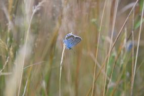 Butterfly Blue Summer