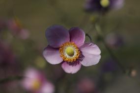 Flower Bloom Nature