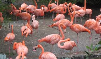 incredible Flamingo Pink