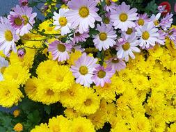 Kogiku Yellow Fall Flowers