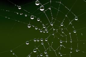 Cobweb Dews at Autumn