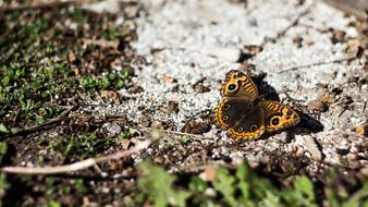 Butterfly Nature Bugs