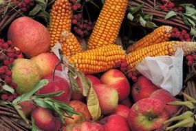 Thanksgiving Corn Apple