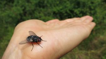 fly on hand close-up