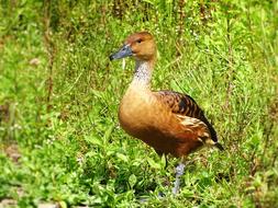 beautiful wild duck in the Netherlands