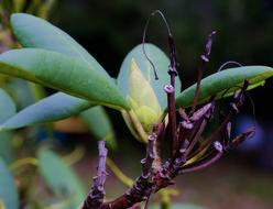 Rhododendron Purple Green Autumn