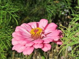 Flower Yellow Nature