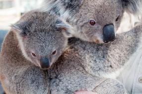 charming Koala Jungle, australia