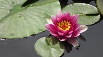 Water Lily