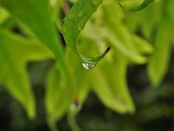 Leaves Water Drop Nature