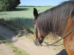 charming Pony Ride