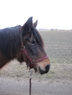 delightful Pony Brown
