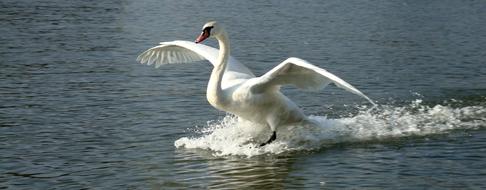landed white swan