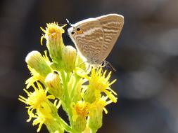 Butterfly Teenindusega Boeticus