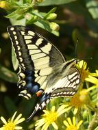 Butterfly Papilio Machaon