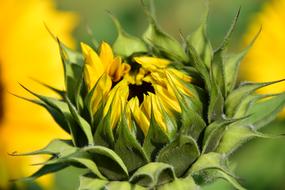 Sunflower Field Yellow