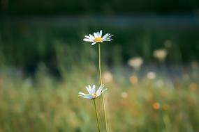 Marguerite Meadow Margerite White