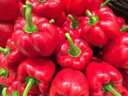 red peppers harvest