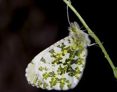 delightful Butterfly Macro