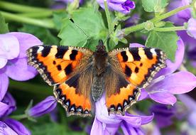 wild butterfly on the purple flowers