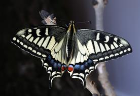 gorgeous swallowtail Butterfly Macro