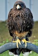 striking Caracara Bird