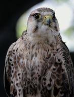 Portrait of the cute, colorful and beautiful lanner, at blurred background