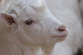 incredibly cute Goat Animal