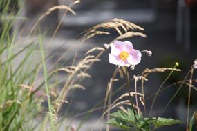 Flowers Grass Bloom