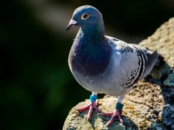 dove on a stone on a blurred background