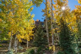 Vail Colorado Foliage