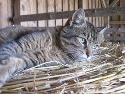 Cute, colorful and beautiful cat, laying on the straw, in light