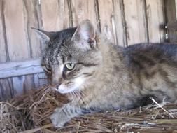 Mackerel Cat rests on Straw
