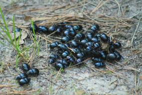 black bugs in the field