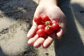 Red Tomatoes on hand