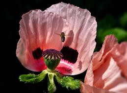 Bee Poppy Flower