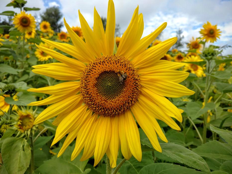 Sunflower Nature Bee