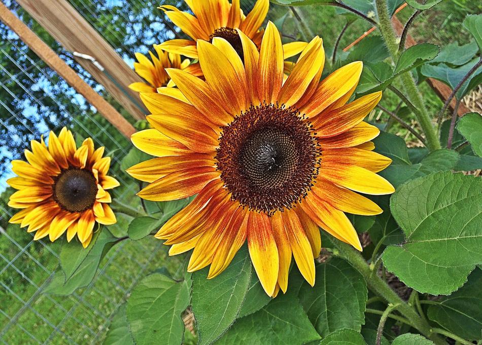 Flower Sunflower Yellow