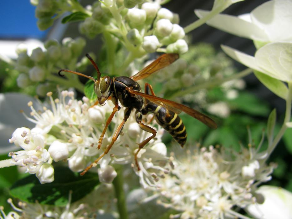Wasp Pollen Bug