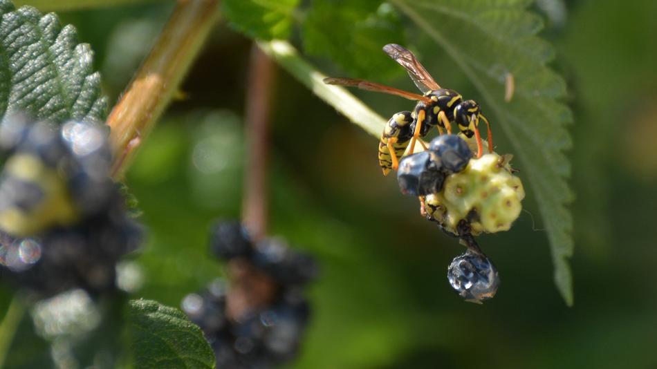 Wasp Fruit Flower