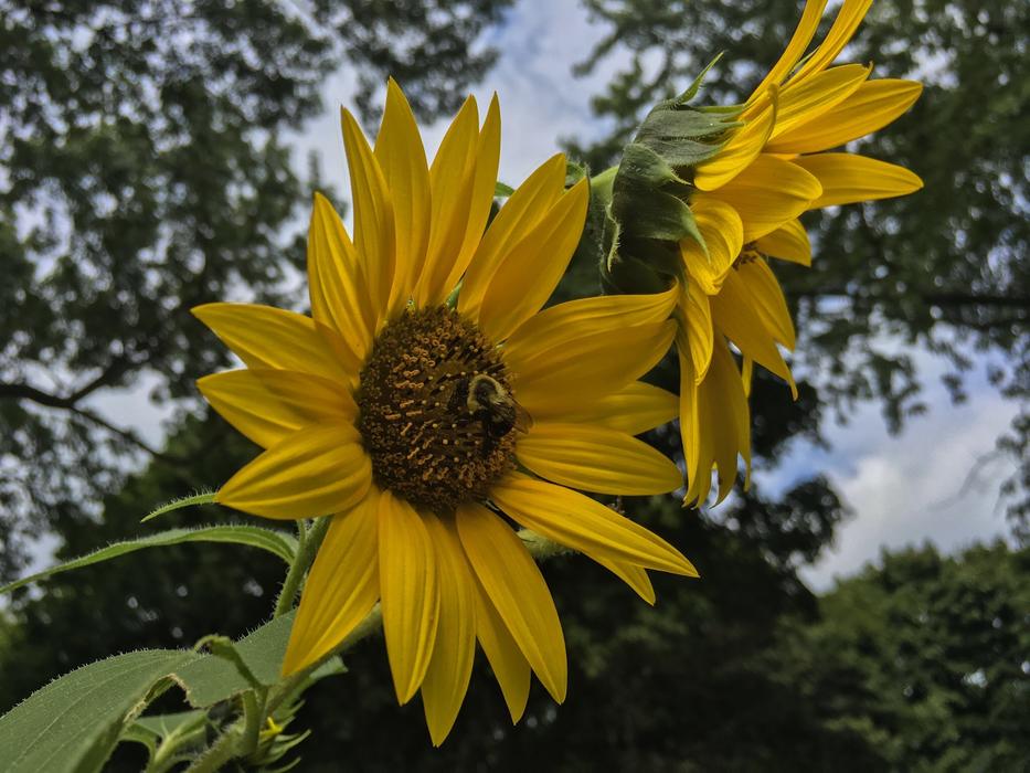 Yellow Flower Nature