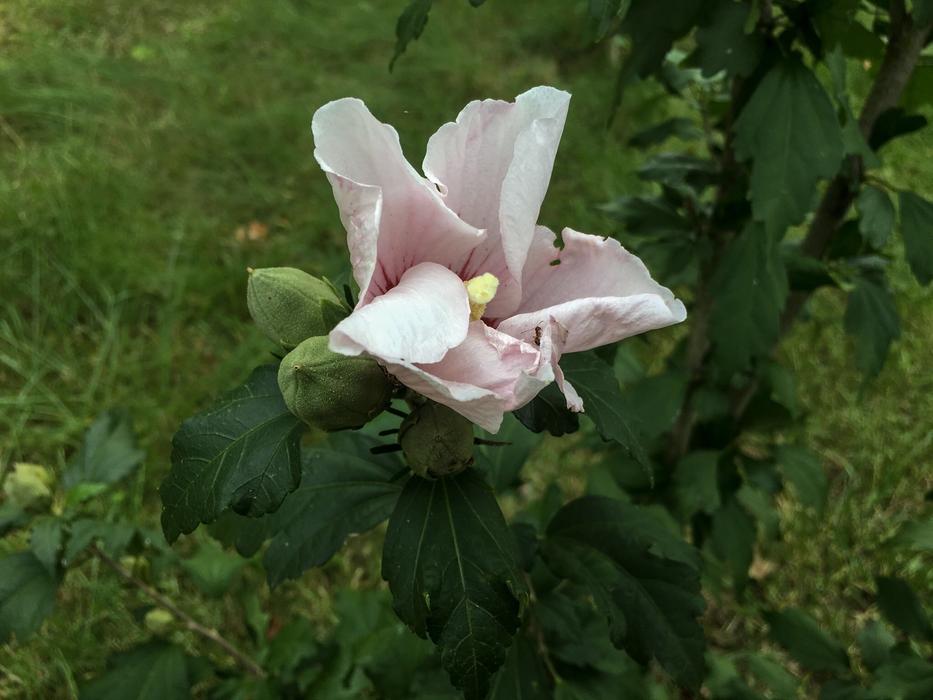 Rose Of Sharon Flower Nature