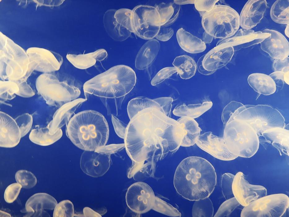 The background of jellyfish in the sea is beautiful
