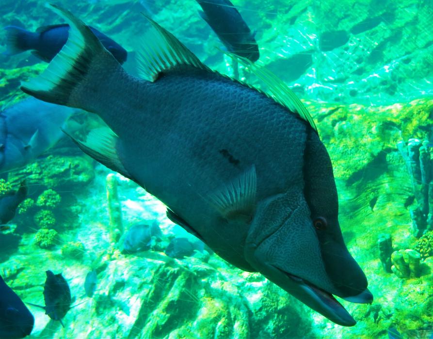 fish in a green aquarium